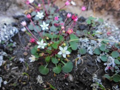 Crassula dentata