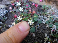 Crassula dentata