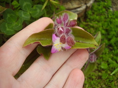 Tradescantia cerinthoides