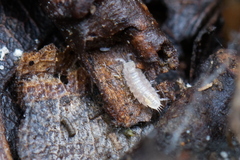 Trichoniscus pygmaeus