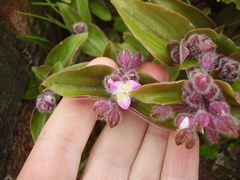 Tradescantia cerinthoides