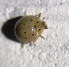 Coccinellidae