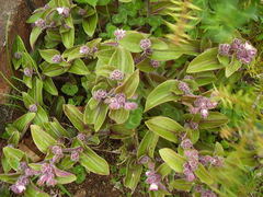 Tradescantia cerinthoides