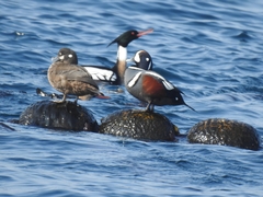 Histrionicus histrionicus