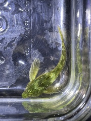 Clinocottus acuticeps