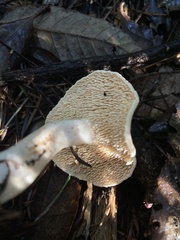 Hydnum oregonense