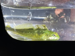 Clinocottus acuticeps