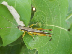 Bermius odontocercus