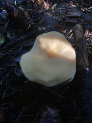 Hydnum oregonense