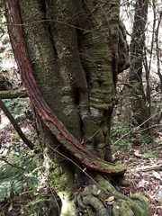 Metrosideros colensoi