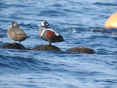 Histrionicus histrionicus