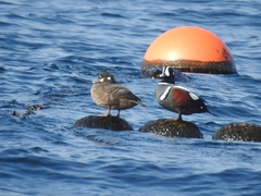 Histrionicus histrionicus