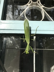 Rhombodera lingulata