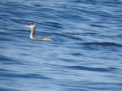 Podiceps grisegena