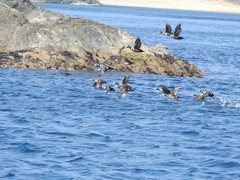 Histrionicus histrionicus