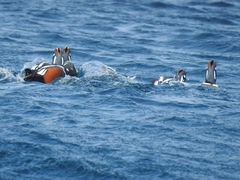 Histrionicus histrionicus