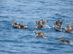 Histrionicus histrionicus