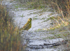 Pezoporus wallicus wallicus