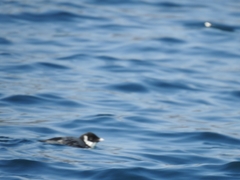 Synthliboramphus antiquus