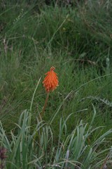 Kniphofia triangularis