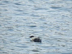 Synthliboramphus antiquus