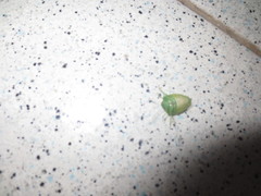 Acrosternum millierei