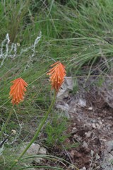 Kniphofia triangularis
