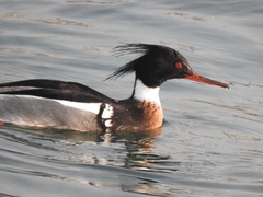 Mergus serrator