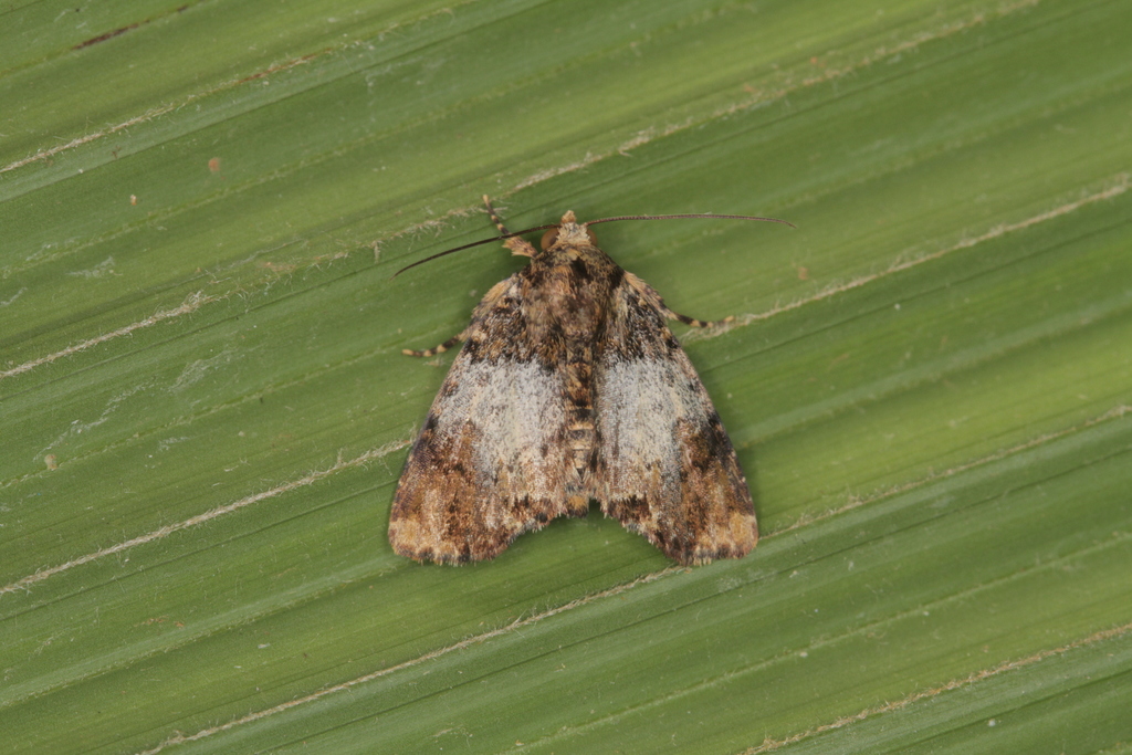 Parangitia temperata
