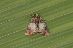 Parangitia temperata