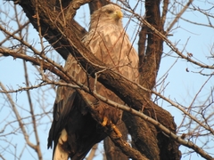 Haliaeetus albicilla
