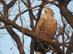 Haliaeetus albicilla