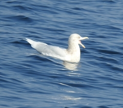 Larus hyperboreus