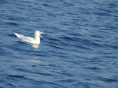 Larus hyperboreus