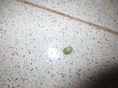 Acrosternum millierei