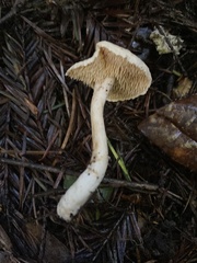 Hydnum oregonense