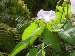Calystegia sepium roseata x Silvatica disjuncta