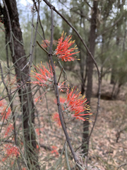 Amyema linophylla
