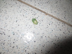 Acrosternum millierei