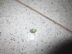 Acrosternum millierei