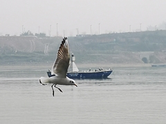 Chroicocephalus ridibundus