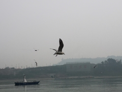 Chroicocephalus ridibundus