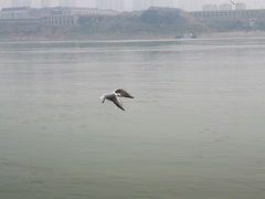 Chroicocephalus ridibundus