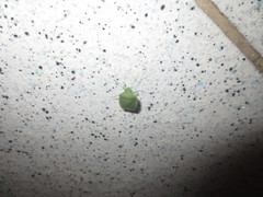 Acrosternum millierei