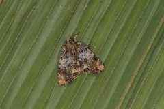 Parangitia temperata