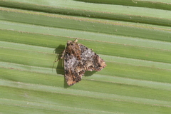 Parangitia temperata