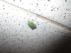 Acrosternum millierei