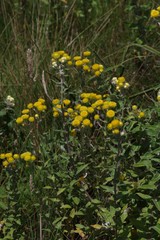 Helichrysum cooperi