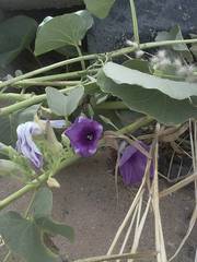 Ipomoea asarifolia