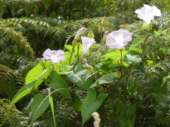Calystegia sepium roseata x Silvatica disjuncta